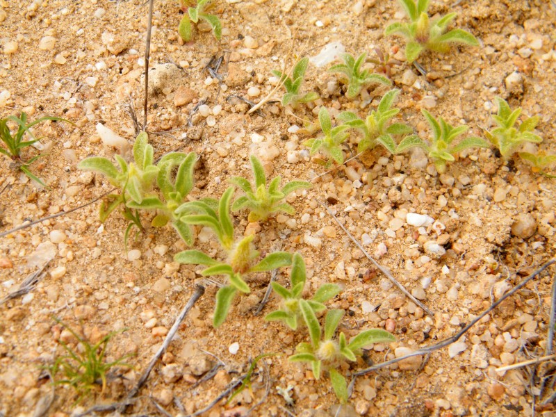 Photo Guide to Plants of Southern Africa