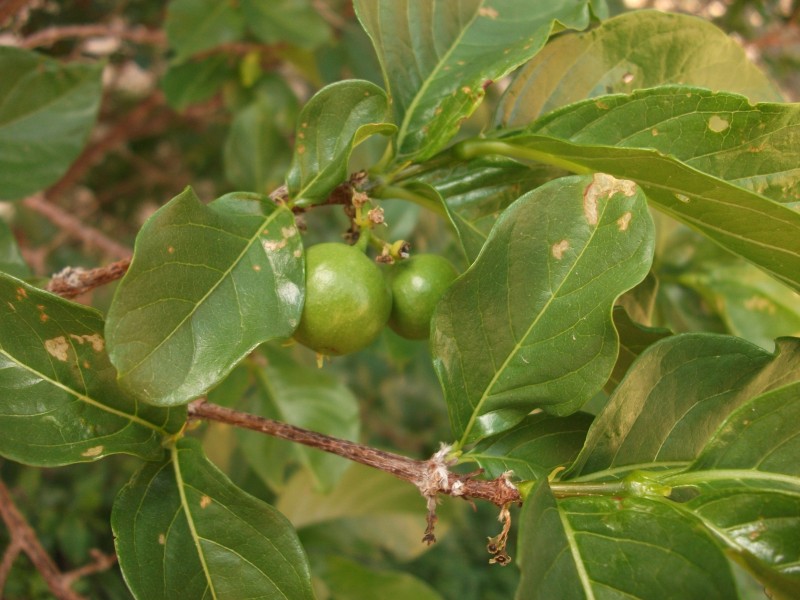 Photo Guide to Plants of Southern Africa